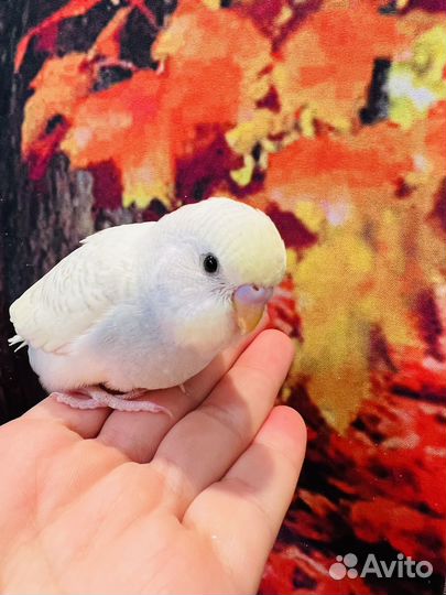 Ручные птенцы волнистых попугаев