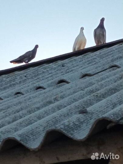 Голуби