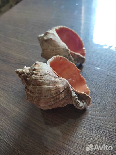 Продам ракушки, раковины рапана Крым