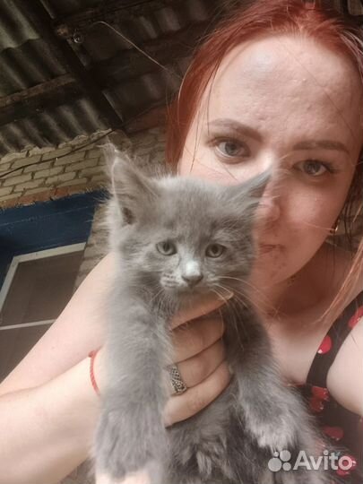 Котята бесплатно