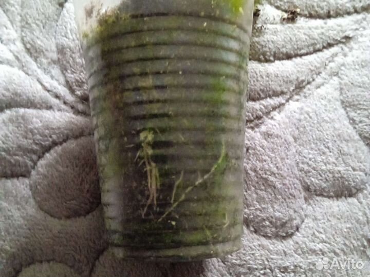 Плющелистная пеларгония