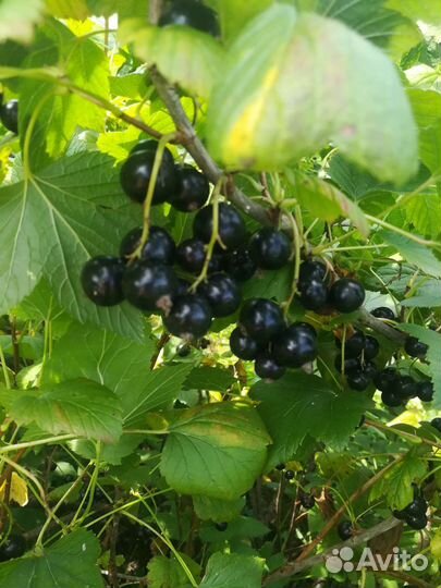 Чёрная смородина