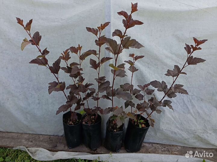 Пузыреплодник 