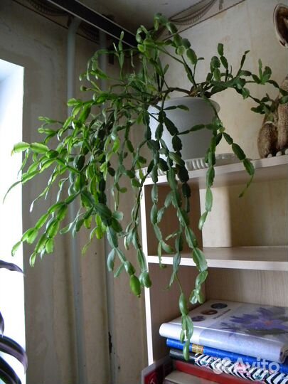 Декабрист (Шлюмбергера) Русселиана