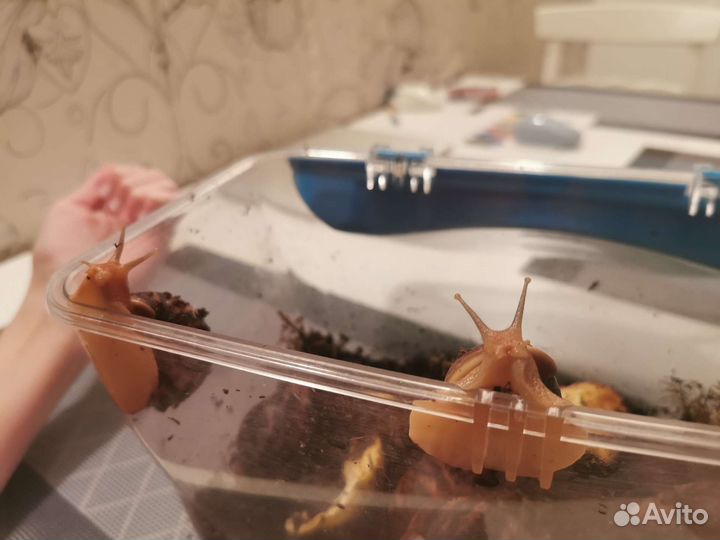 Улитки Ахатина