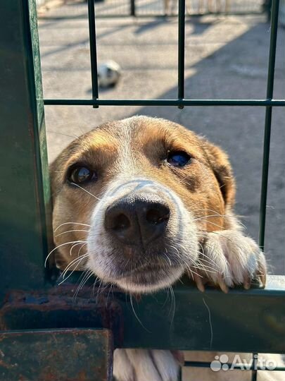 Нежная Веста грустит в приюте