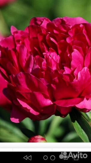 Пионы саженцы