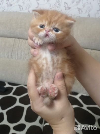 Экзотические котята