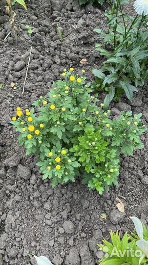 Хризантема корейская желтая