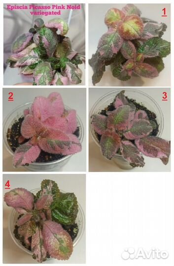 Эписции акварельные / Эписция