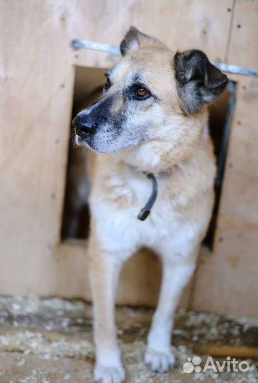 Таша ищет дом