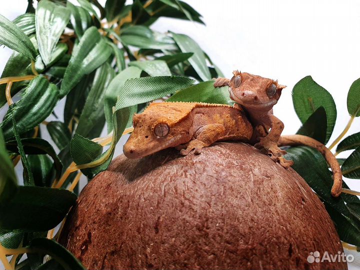 Реснитчатые бананоеды много