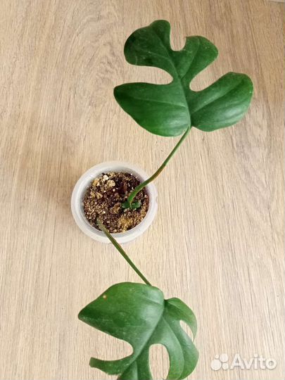 Филодендрон, Кротон, Монстера