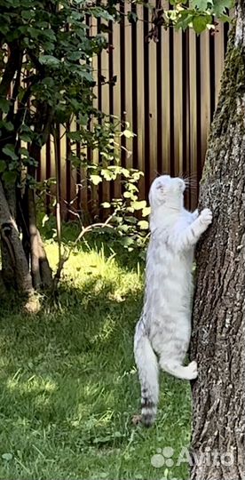 Шотландская вислоухая девочка