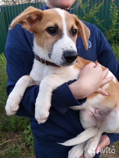 Нашли щенка, 4,5мес. в добрые руки