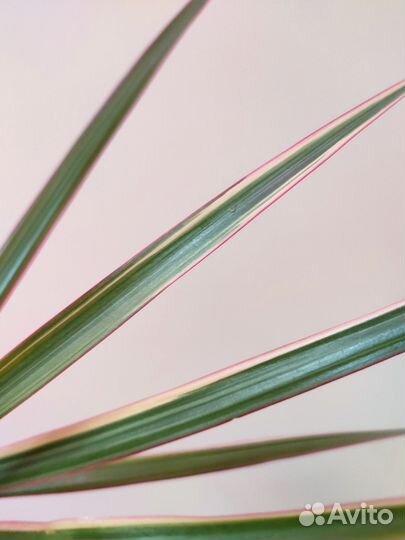 Драцена маргината вар. 