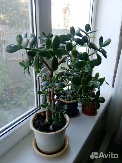 Продаю денежное дерево 2 штуки или обмен