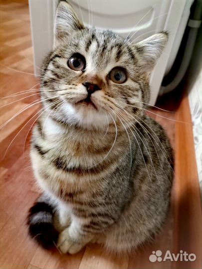 Шотландская прямоухая