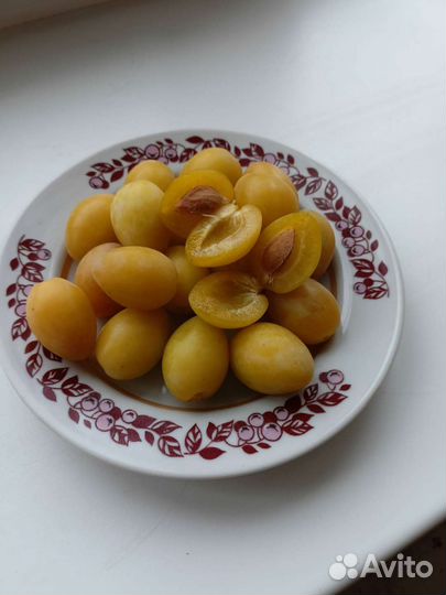Слива садовая желтая