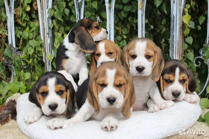 Бигль щенки