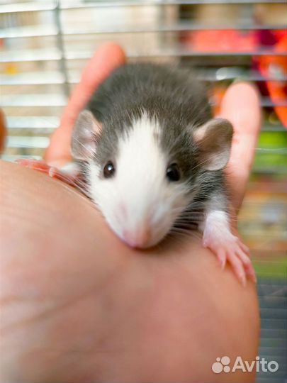 Крыса хаски дамбо/ крысята/клетки