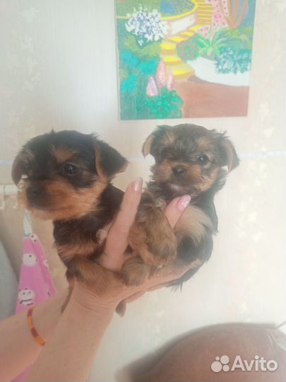 Йоркширский терьер мини беби фейс щенки