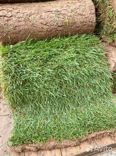 Рулонный газон
