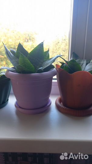 Сансевиерия