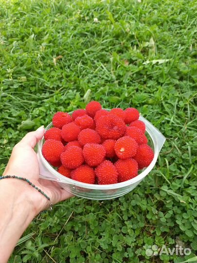 Саженцы тибетской малины