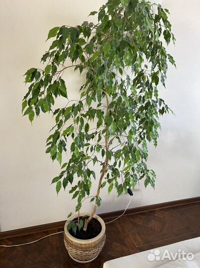 Бенджамина фикус цветок