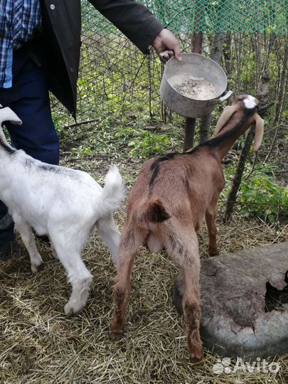 Нубийские козлята