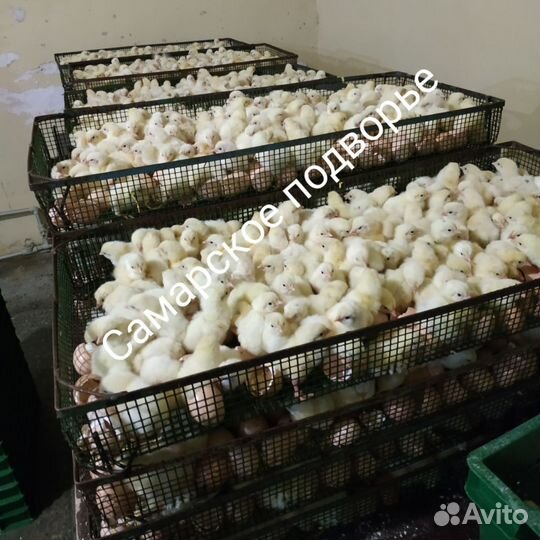 Цыплята суточные бройлера