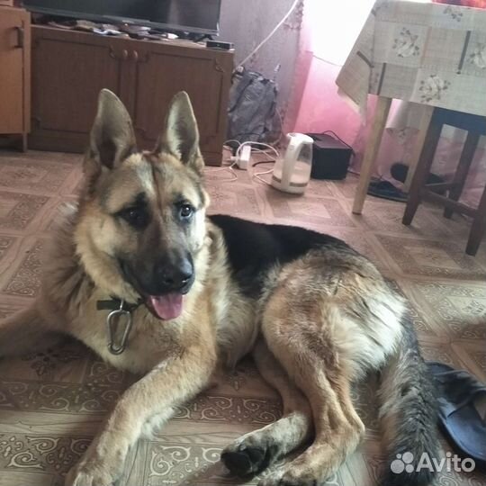 Вязка Кабель Овчарка