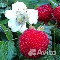 Тибетская малина