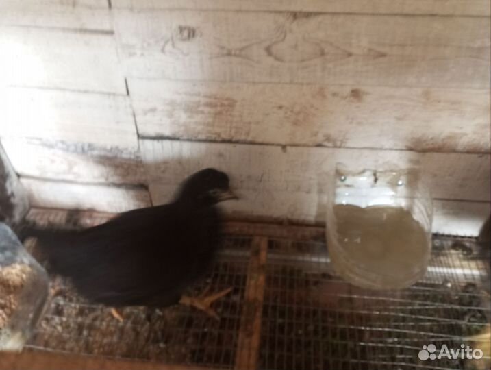 Цыплята,петухи