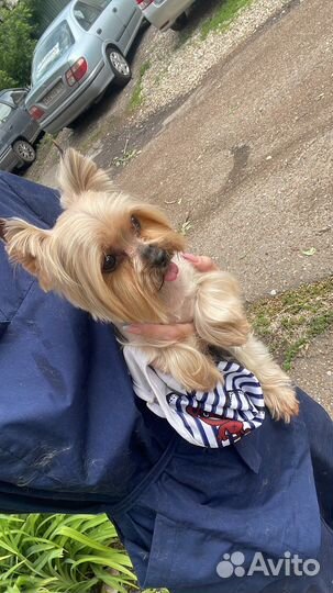 Груминг-салон 