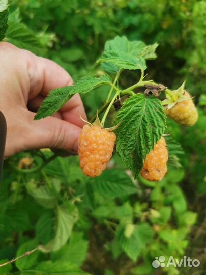 Ремонтантная малина оранжевое чудо