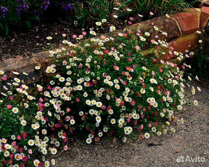 Эригерон (мелколепестник) карвинского