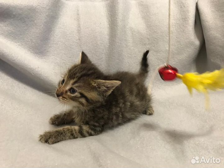 Клепочка ищет семью