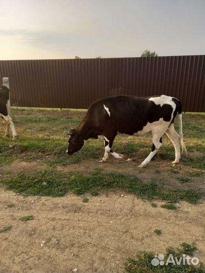 Корова и телка