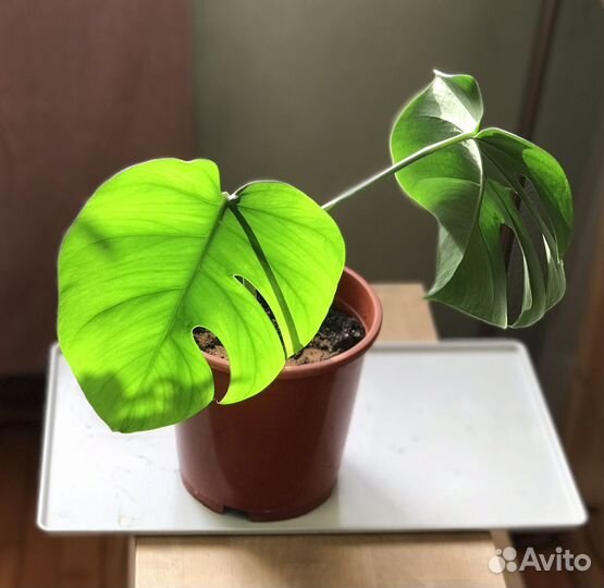 Эпипремнум неон, сциндапсус пиктус и др