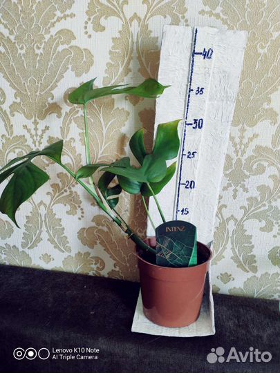 Монстера Минима