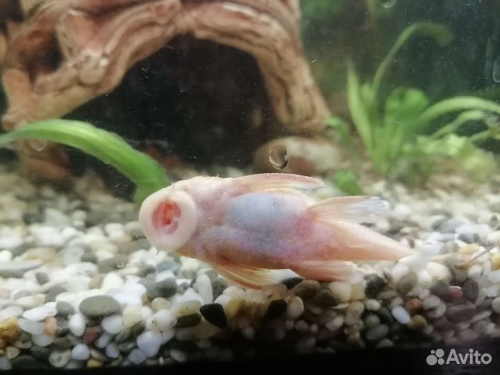 Анциструс, сомы. Скалярии