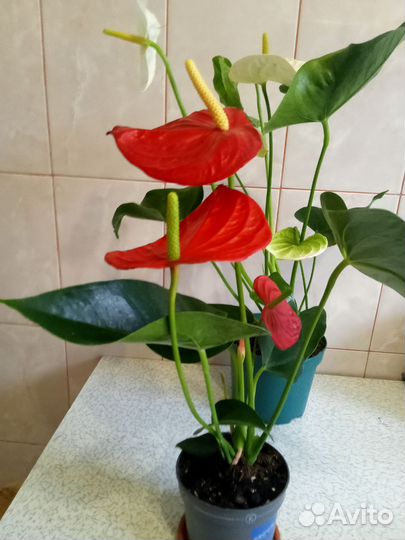 Комнатные цветы антуриумы и Спатифилумы