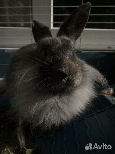 Львиноголовый кролик