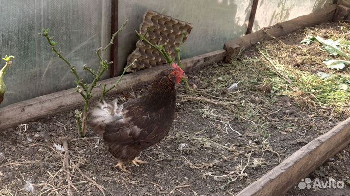 Продам кур и петуха