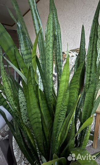 Щучий хвост