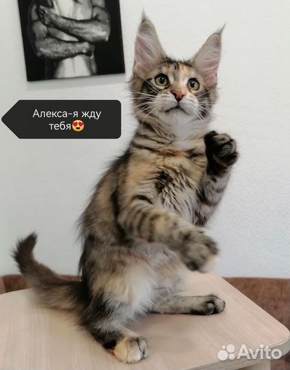Котята мейн-кун