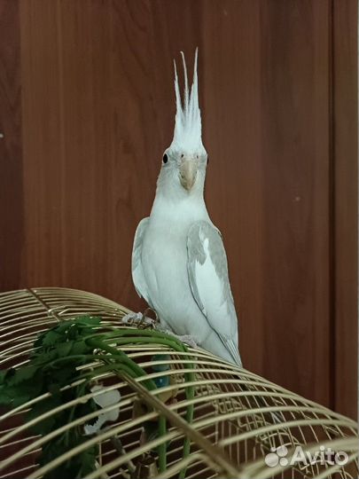 Попугай корелла девочка