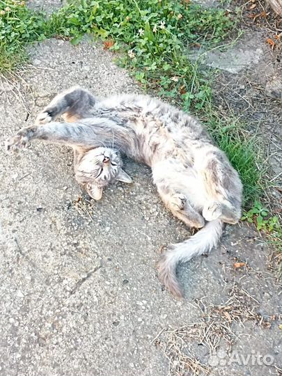 Отдаем в добрые руки кота